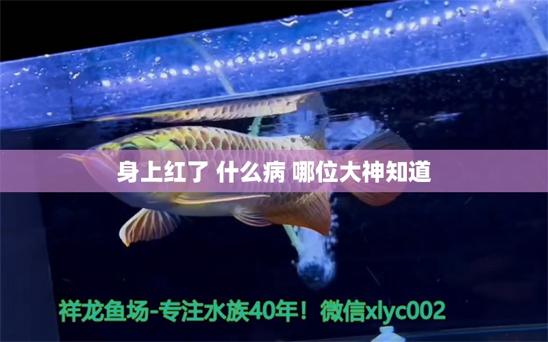 身上紅了 什么病 哪位大神知道 龍魚疾病與治療