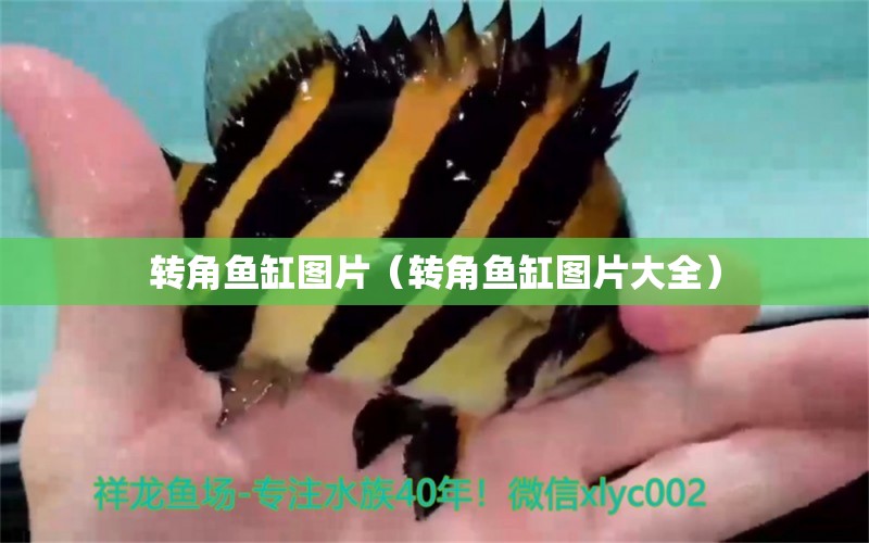 轉(zhuǎn)角魚缸圖片（轉(zhuǎn)角魚缸圖片大全）