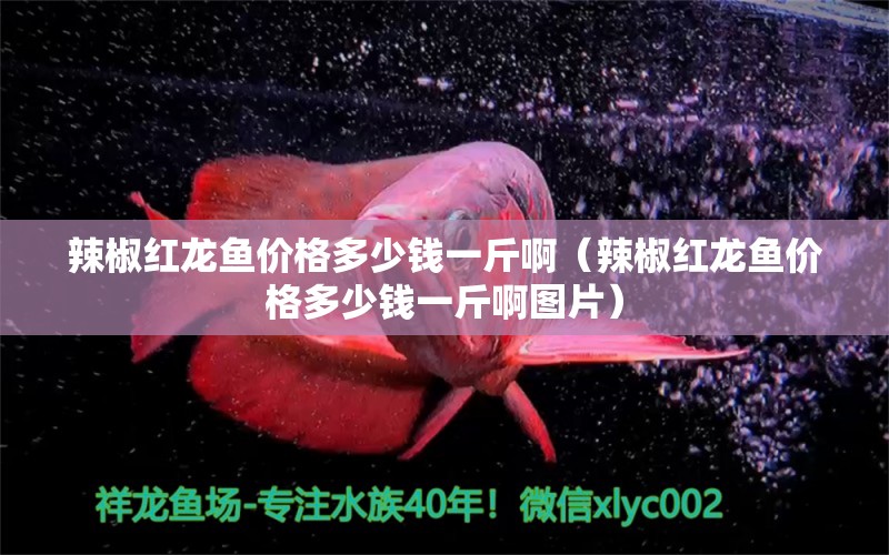 辣椒紅龍魚價(jià)格多少錢一斤?。ɡ苯芳t龍魚價(jià)格多少錢一斤啊圖片）