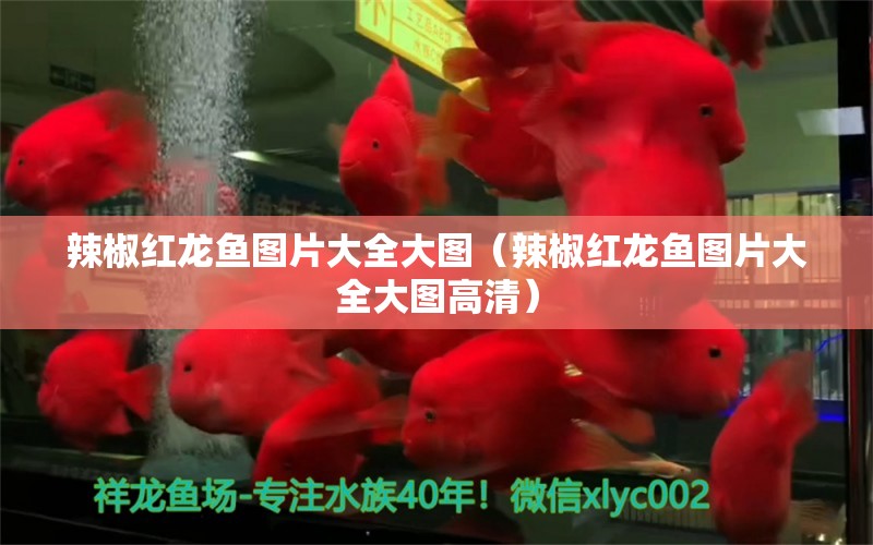 辣椒紅龍魚圖片大全大圖（辣椒紅龍魚圖片大全大圖高清）