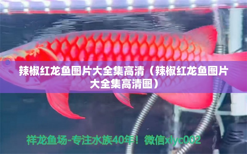 辣椒紅龍魚圖片大全集高清（辣椒紅龍魚圖片大全集高清圖）