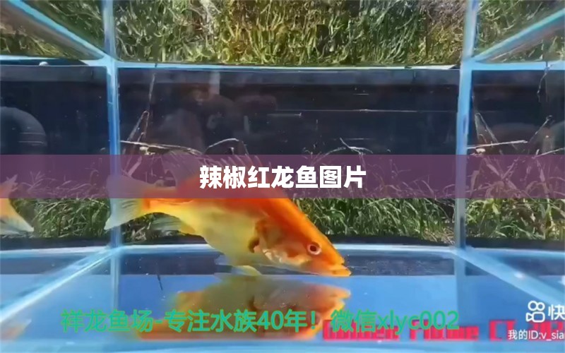 辣椒紅龍魚圖片