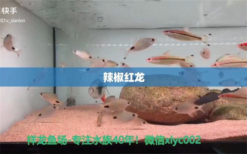 辣椒紅龍 龍魚批發(fā)