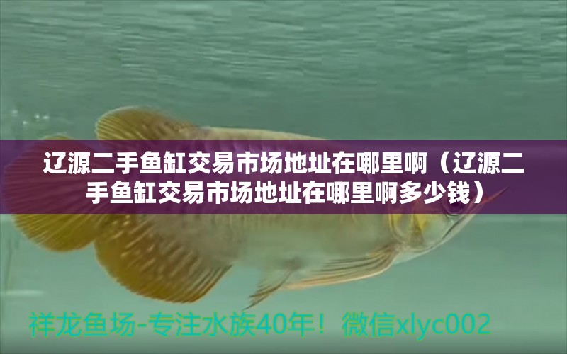 遼源二手魚缸交易市場地址在哪里?。ㄟ|源二手魚缸交易市場地址在哪里啊多少錢） 非洲象鼻魚