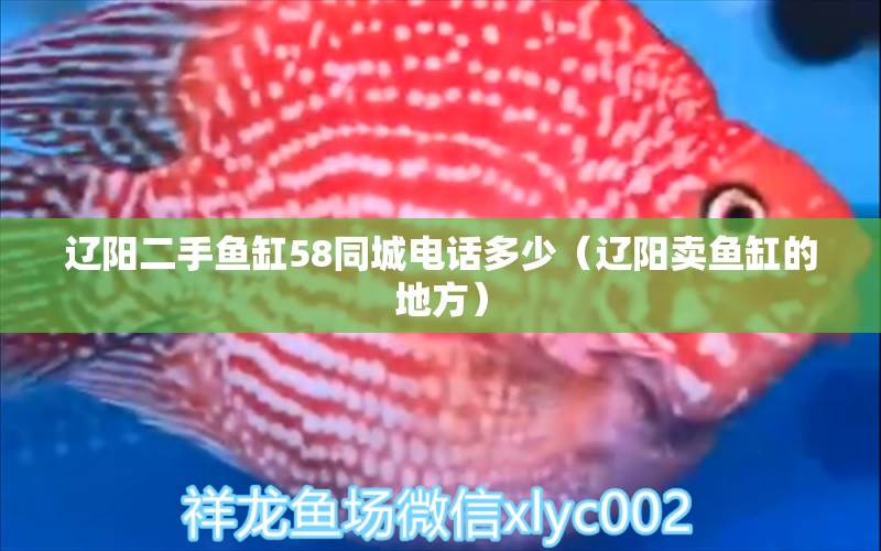 遼陽二手魚缸58同城電話多少（遼陽賣魚缸的地方）