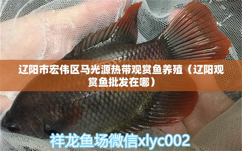 遼陽市宏偉區(qū)馬光源熱帶觀賞魚養(yǎng)殖（遼陽觀賞魚批發(fā)在哪） 觀賞魚批發(fā)