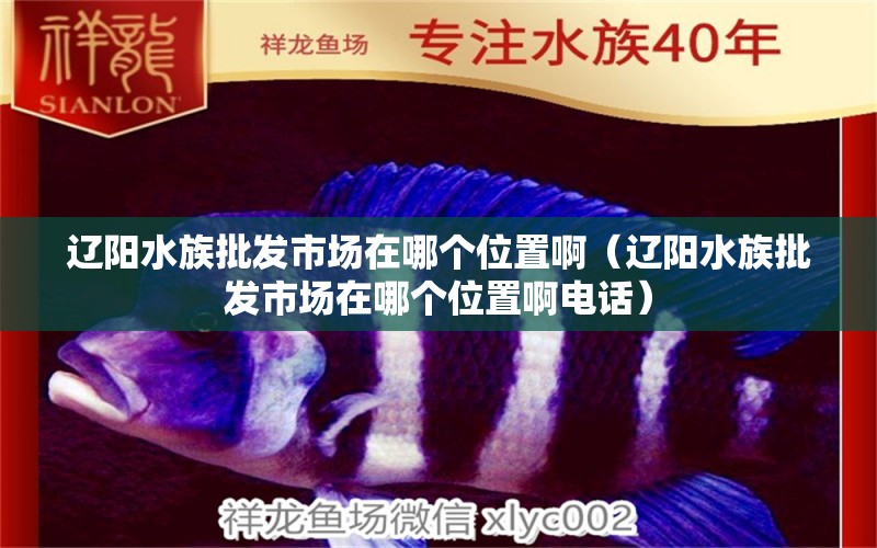 遼陽水族批發(fā)市場在哪個位置啊（遼陽水族批發(fā)市場在哪個位置啊電話）