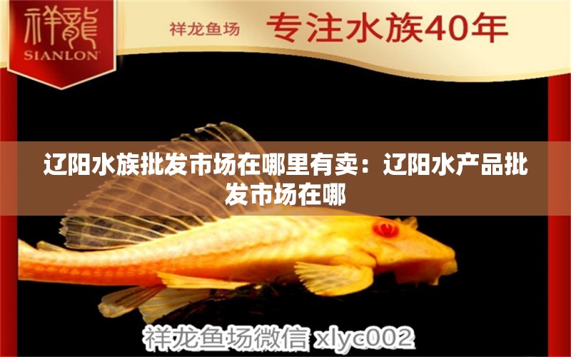 遼陽水族批發(fā)市場在哪里有賣：遼陽水產(chǎn)品批發(fā)市場在哪