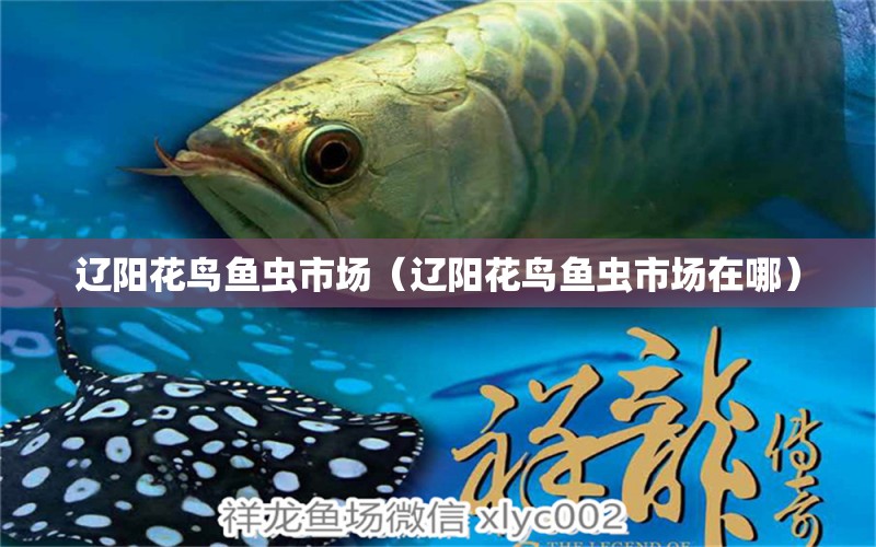 遼陽(yáng)花鳥(niǎo)魚(yú)蟲(chóng)市場(chǎng)（遼陽(yáng)花鳥(niǎo)魚(yú)蟲(chóng)市場(chǎng)在哪）