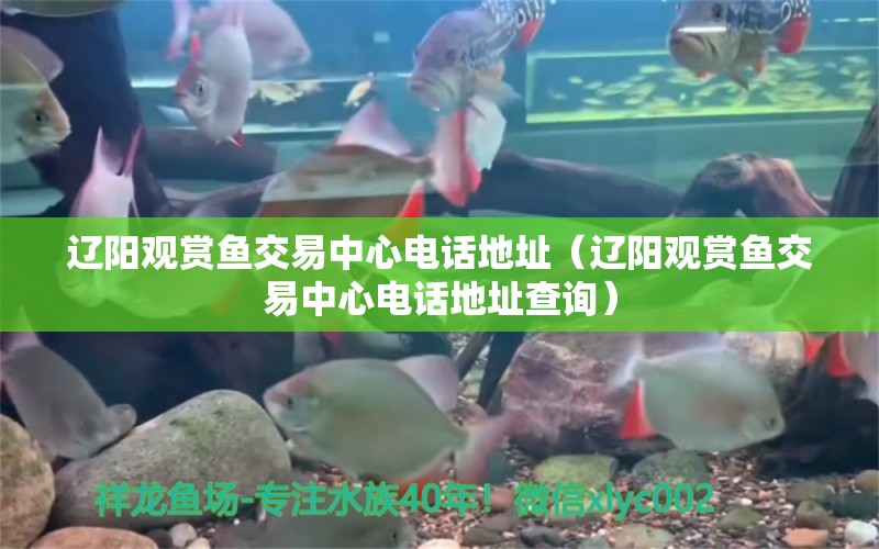 遼陽觀賞魚交易中心電話地址（遼陽觀賞魚交易中心電話地址查詢） 祥龍水族醫(yī)院