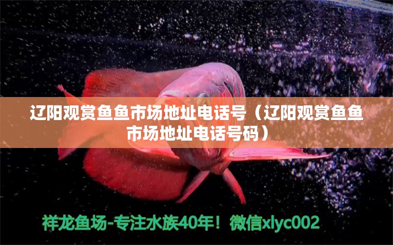 遼陽觀賞魚魚市場地址電話號（遼陽觀賞魚魚市場地址電話號碼）