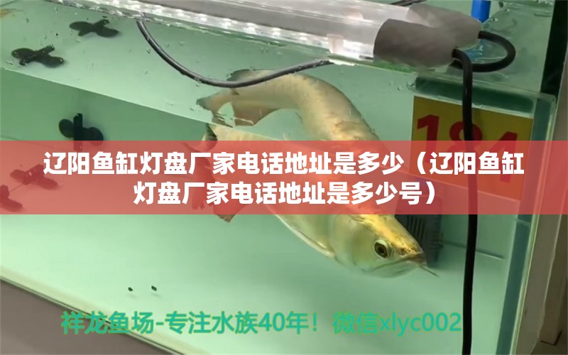 遼陽(yáng)魚(yú)缸燈盤(pán)廠(chǎng)家電話(huà)地址是多少（遼陽(yáng)魚(yú)缸燈盤(pán)廠(chǎng)家電話(huà)地址是多少號(hào)） 祥龍水族醫(yī)院