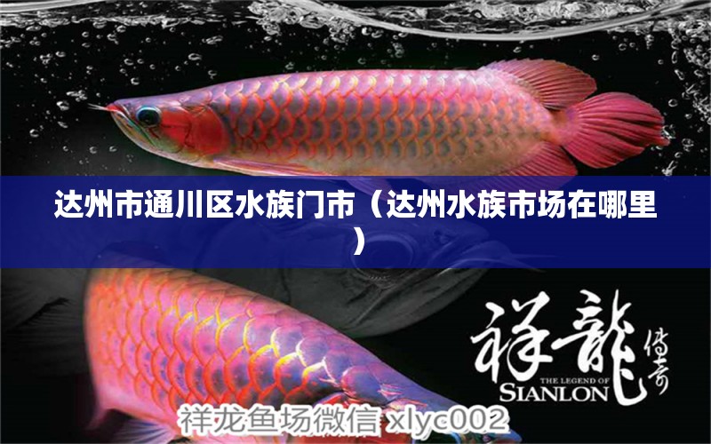 達(dá)州市通川區(qū)水族門市（達(dá)州水族市場(chǎng)在哪里）