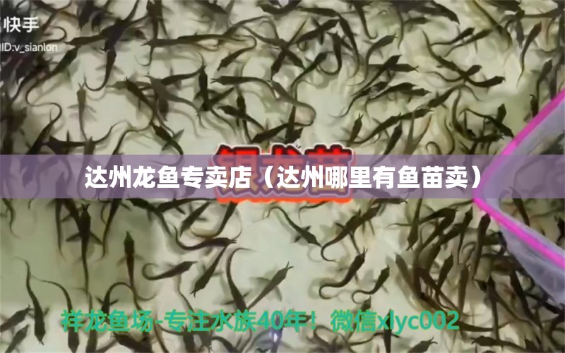 達州龍魚專賣店（達州哪里有魚苗賣） 夢幻雷龍魚 第1張