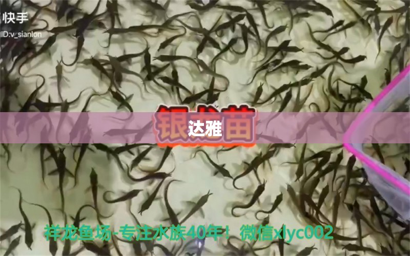 達雅 觀賞魚論壇 第2張