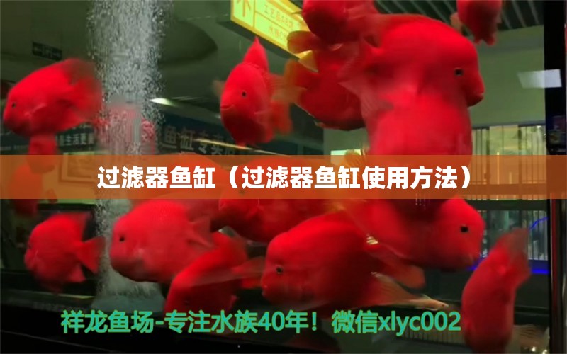 過濾器魚缸（過濾器魚缸使用方法）