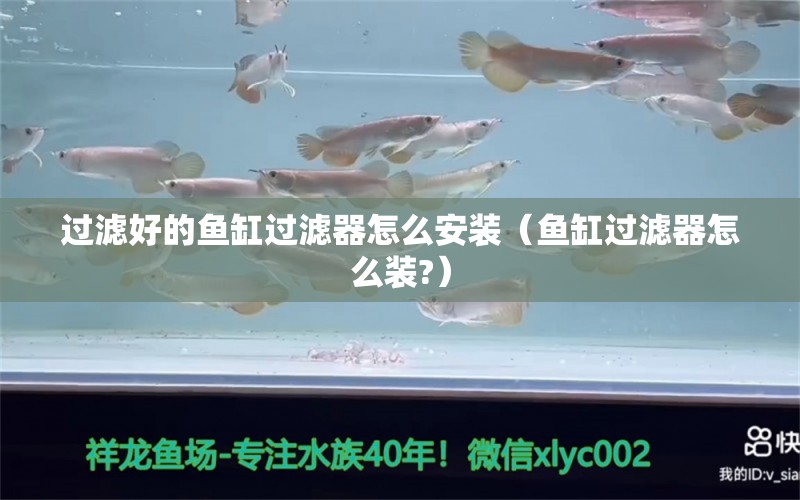 過濾好的魚缸過濾器怎么安裝（魚缸過濾器怎么裝?） 皇冠黑白魟魚