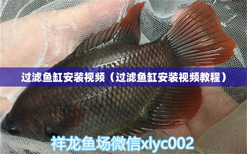 過(guò)濾魚(yú)缸安裝視頻（過(guò)濾魚(yú)缸安裝視頻教程）