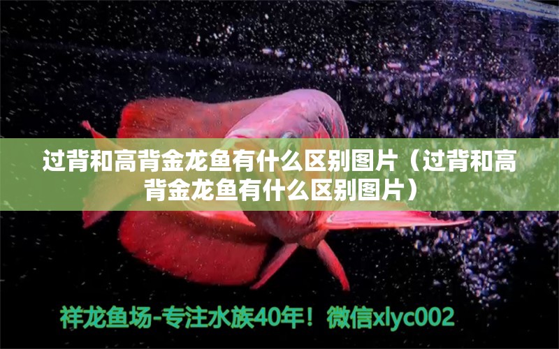 過背和高背金龍魚有什么區(qū)別圖片（過背和高背金龍魚有什么區(qū)別圖片）