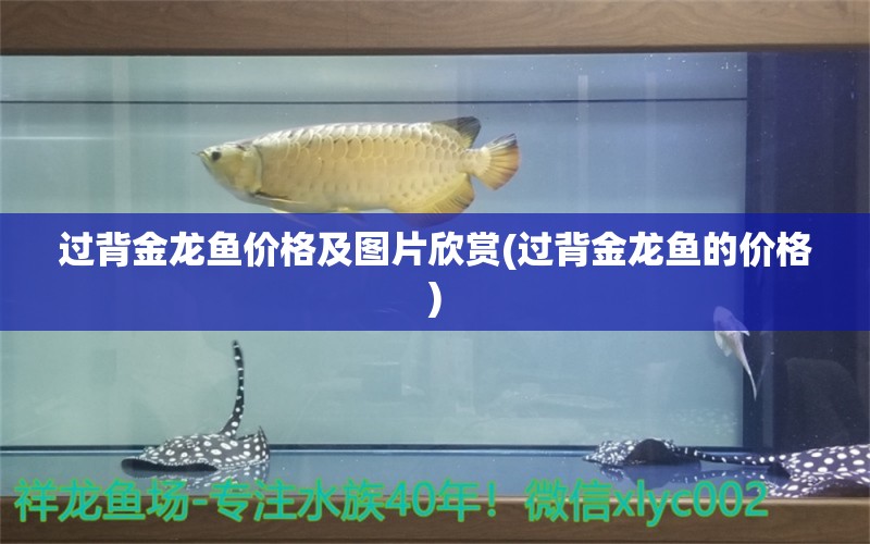 過背金龍魚價格及圖片欣賞(過背金龍魚的價格)