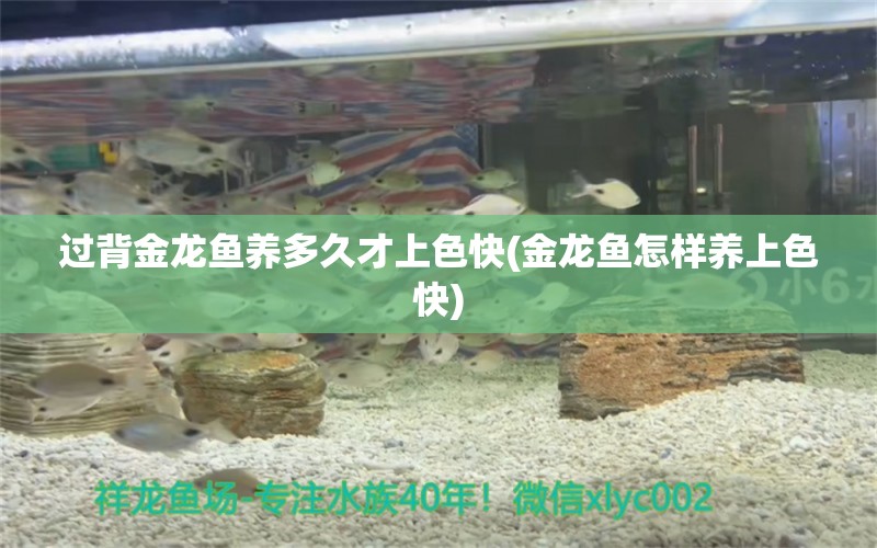 過背金龍魚養(yǎng)多久才上色快(金龍魚怎樣養(yǎng)上色快) 過背金龍魚