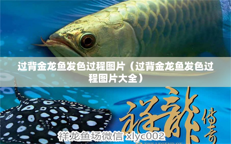 過背金龍魚發(fā)色過程圖片（過背金龍魚發(fā)色過程圖片大全）