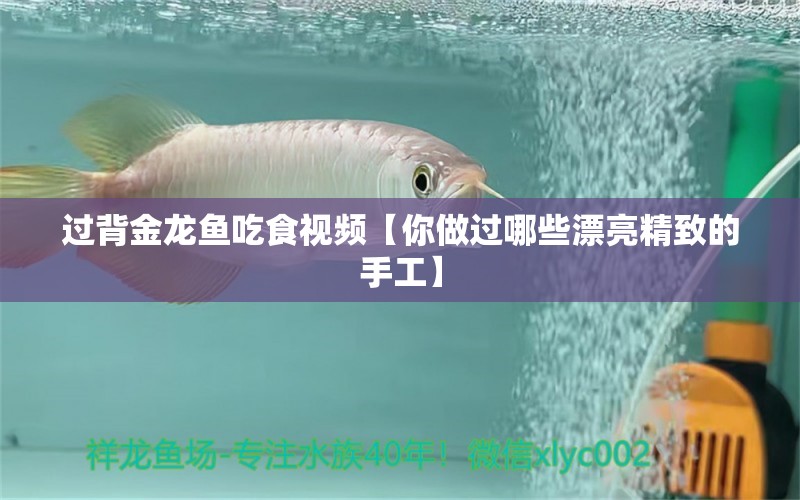 過背金龍魚吃食視頻【你做過哪些漂亮精致的手工】