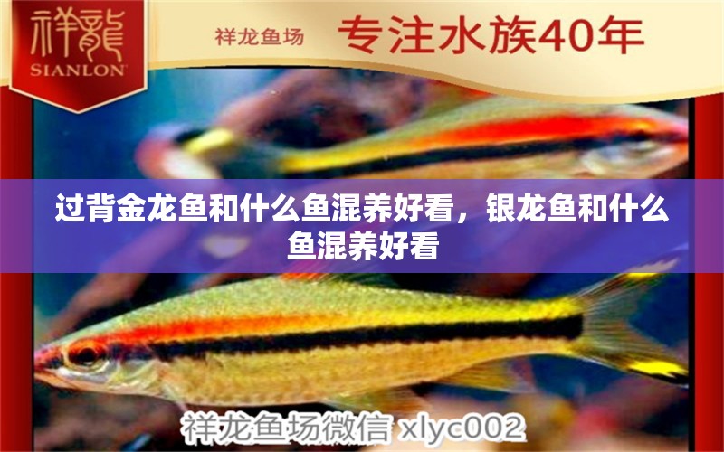 過背金龍魚和什么魚混養(yǎng)好看，銀龍魚和什么魚混養(yǎng)好看