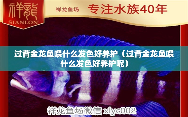 過背金龍魚喂什么發(fā)色好養(yǎng)護(hù)（過背金龍魚喂什么發(fā)色好養(yǎng)護(hù)呢） 過背金龍魚