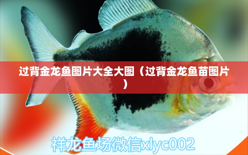 過背金龍魚圖片大全大圖（過背金龍魚苗圖片） 過背金龍魚