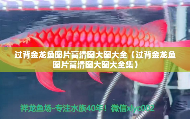 過背金龍魚圖片高清圖大圖大全（過背金龍魚圖片高清圖大圖大全集） 過背金龍魚