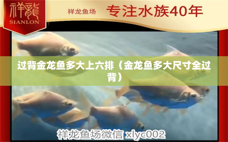 過背金龍魚多大上六排（金龍魚多大尺寸全過背）