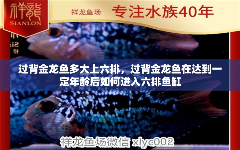 過背金龍魚多大上六排，過背金龍魚在達(dá)到一定年齡后如何進(jìn)入六排魚缸