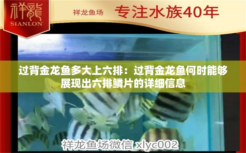 過背金龍魚多大上六排：過背金龍魚何時能夠展現(xiàn)出六排鱗片的詳細(xì)信息