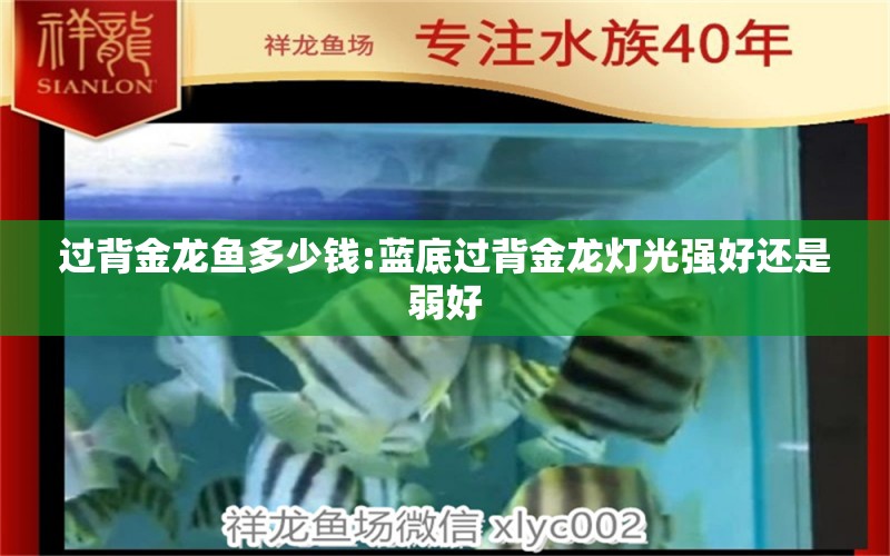 過背金龍魚多少錢:藍(lán)底過背金龍燈光強(qiáng)好還是弱好 過背金龍魚