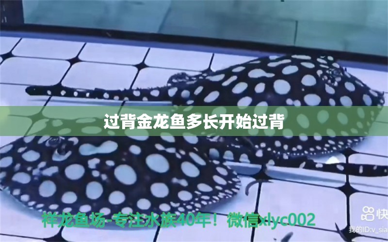 過背金龍魚多長(zhǎng)開始過背