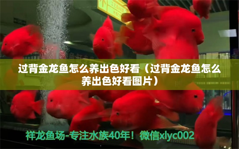 過背金龍魚怎么養(yǎng)出色好看（過背金龍魚怎么養(yǎng)出色好看圖片） 過背金龍魚