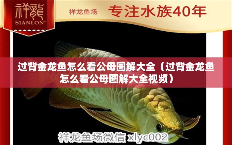 過背金龍魚怎么看公母圖解大全（過背金龍魚怎么看公母圖解大全視頻）