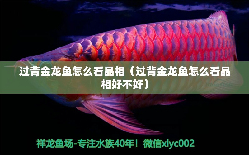 過背金龍魚怎么看品相（過背金龍魚怎么看品相好不好）