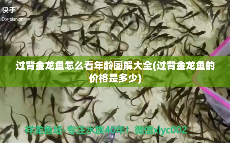 過(guò)背金龍魚怎么看年齡圖解大全(過(guò)背金龍魚的價(jià)格是多少) 過(guò)背金龍魚