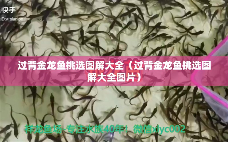 過(guò)背金龍魚(yú)挑選圖解大全（過(guò)背金龍魚(yú)挑選圖解大全圖片） 過(guò)背金龍魚(yú)