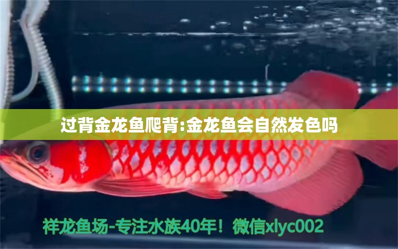 過背金龍魚爬背:金龍魚會自然發(fā)色嗎 過背金龍魚