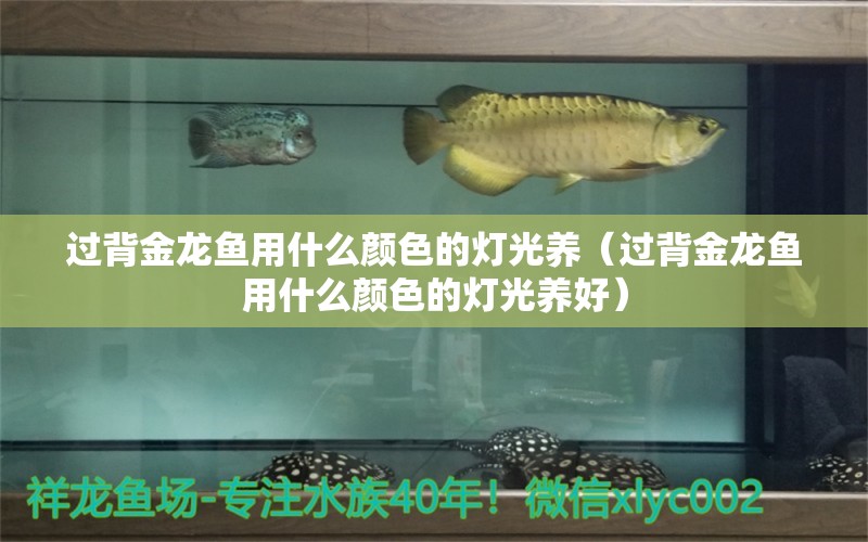 過背金龍魚用什么顏色的燈光養(yǎng)（過背金龍魚用什么顏色的燈光養(yǎng)好） 過背金龍魚