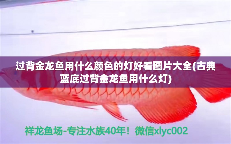 過背金龍魚用什么顏色的燈好看圖片大全(古典藍(lán)底過背金龍魚用什么燈) 過背金龍魚