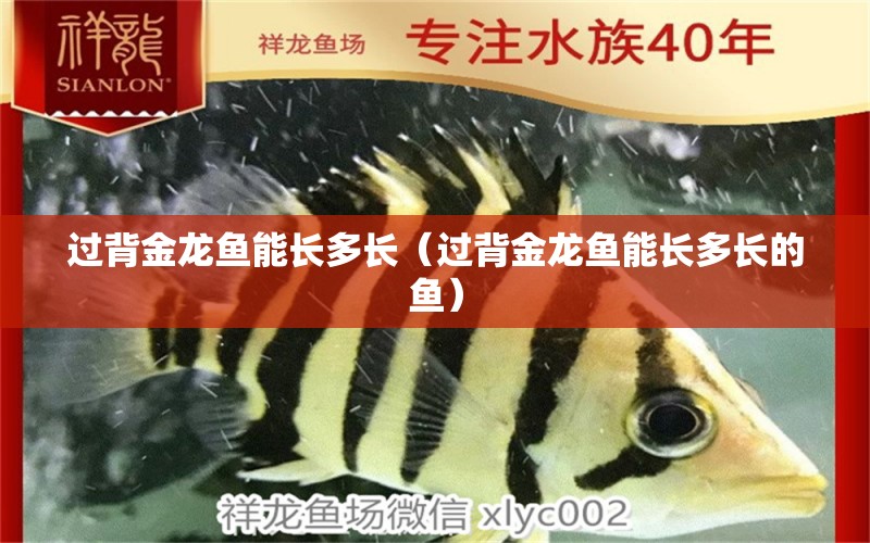 過(guò)背金龍魚(yú)能長(zhǎng)多長(zhǎng)（過(guò)背金龍魚(yú)能長(zhǎng)多長(zhǎng)的魚(yú)）