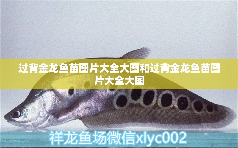 過背金龍魚苗圖片大全大圖和過背金龍魚苗圖片大全大圖