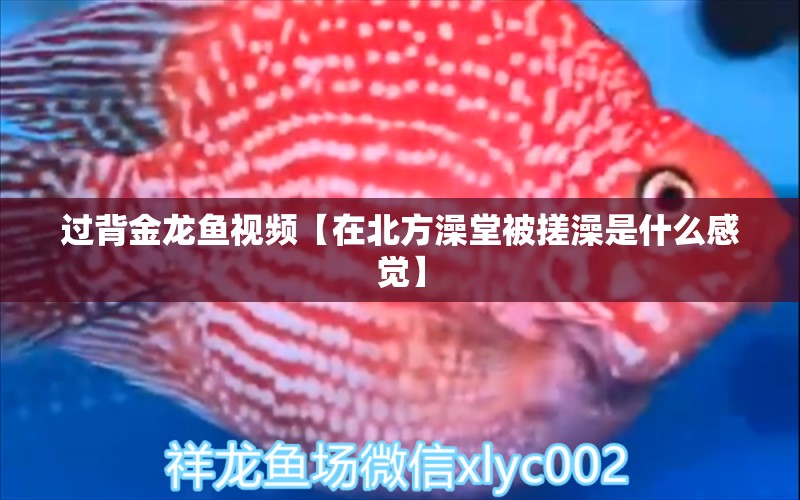 過背金龍魚視頻【在北方澡堂被搓澡是什么感覺】