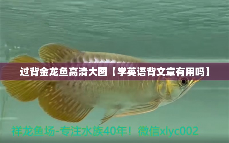 過背金龍魚高清大圖【學(xué)英語(yǔ)背文章有用嗎】 過背金龍魚