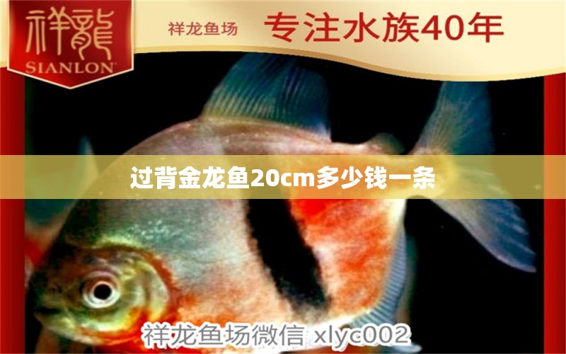 過背金龍魚20cm多少錢一條 龍魚百科 第1張