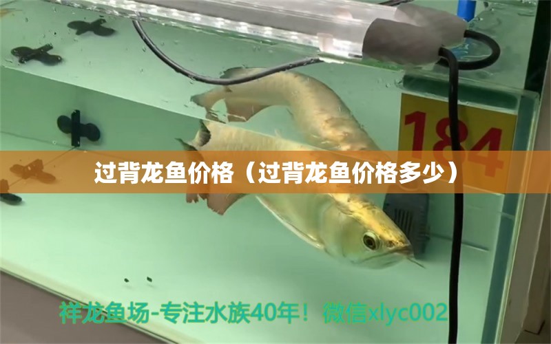 過背龍魚價(jià)格（過背龍魚價(jià)格多少）